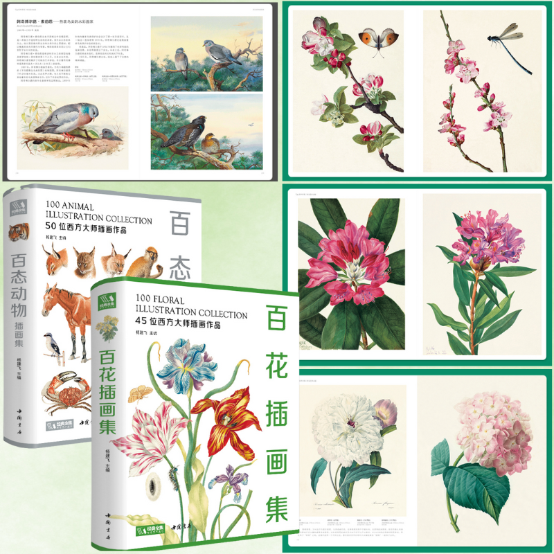 【百花插畫集】 【百花插畫集】