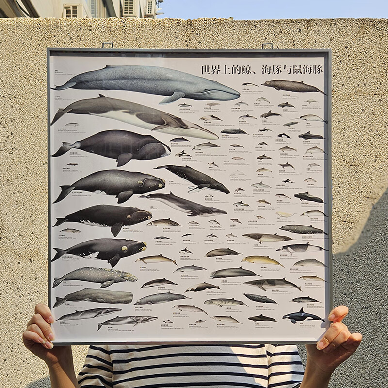 【鯨豚百科大全】(世界上的鯨、海豚與鼠海豚) 【鯨豚百科大全】(世界上的鯨、海豚與鼠海豚)