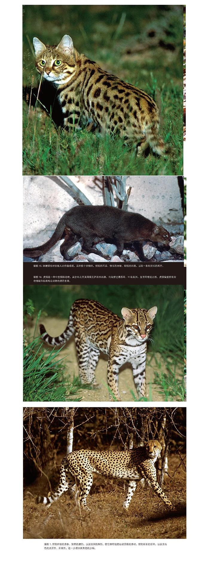 1718095584904956.jpg 10001.jpg