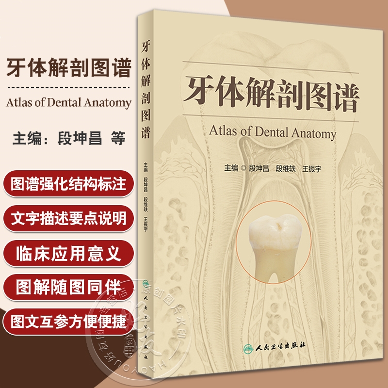 【牙體解剖圖譜】 【牙體解剖圖譜】