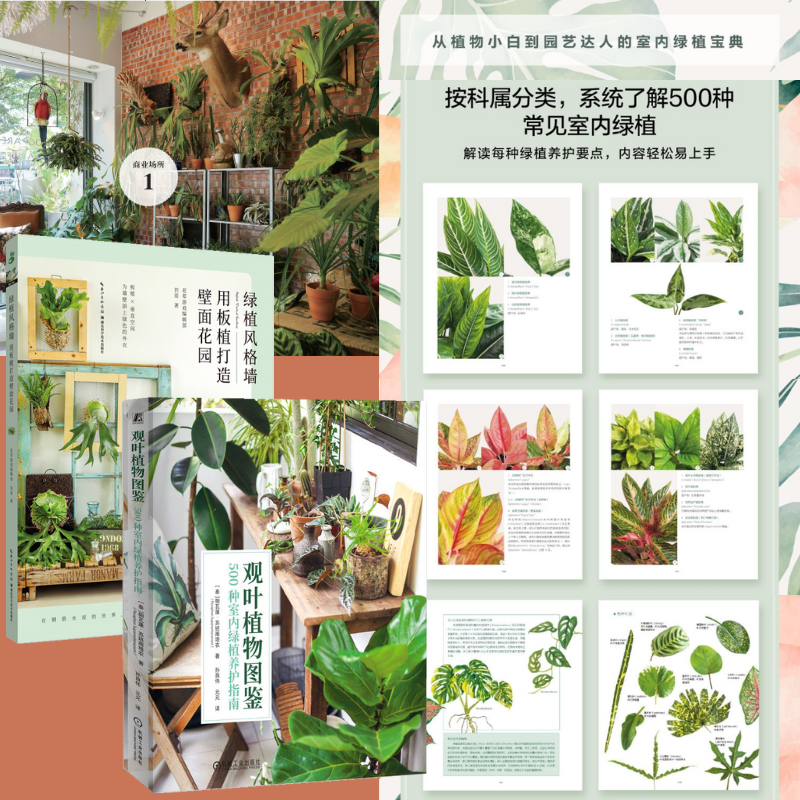 【觀葉植物圖鑒】[泰]+【綠植風格牆：用板植打造壁面花園】