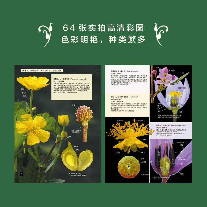 給花起個名字:【有花植物圖鑒】 給花起個名字:【有花植物圖鑒】